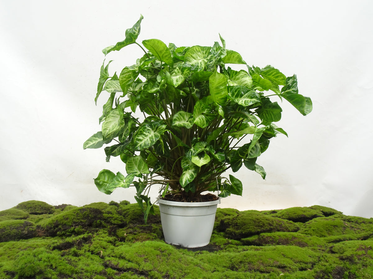 SYNGONIUM SUSPENSION M-15