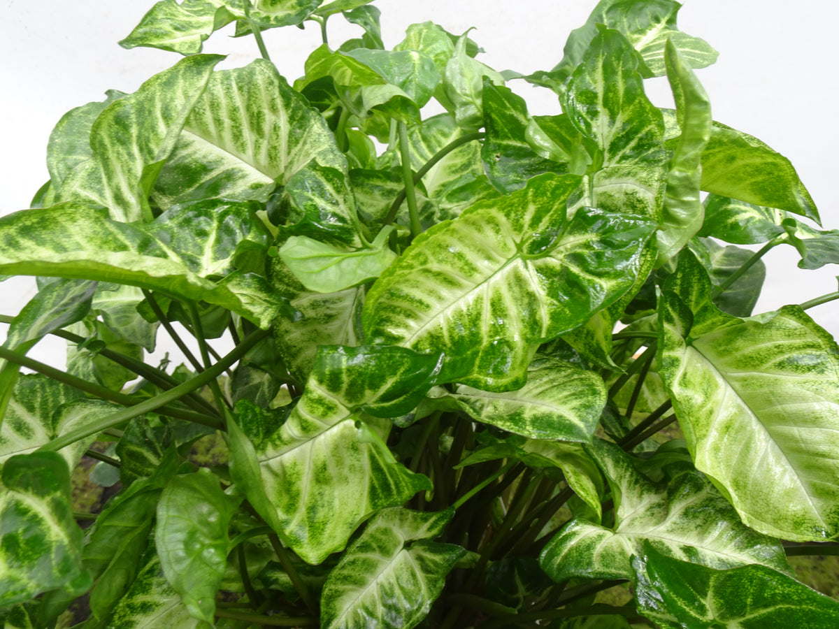 SYNGONIUM SUSPENSION M-15