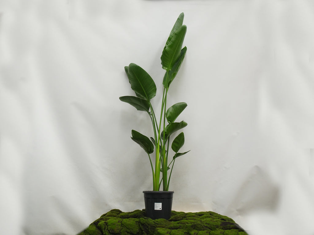 STRELITZIA AUGUSTA 3 PP M-30 II
