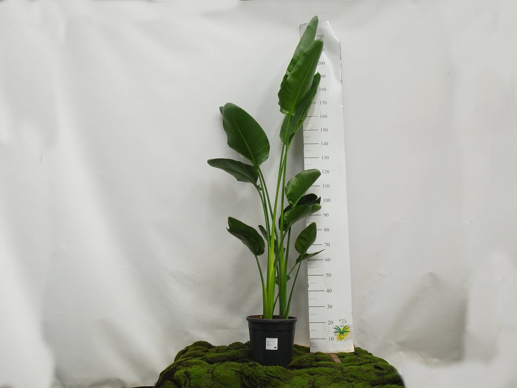 STRELITZIA AUGUSTA 3 PP M-30 II