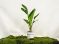 STRELITZIA AUGUSTA 2 PP M-20