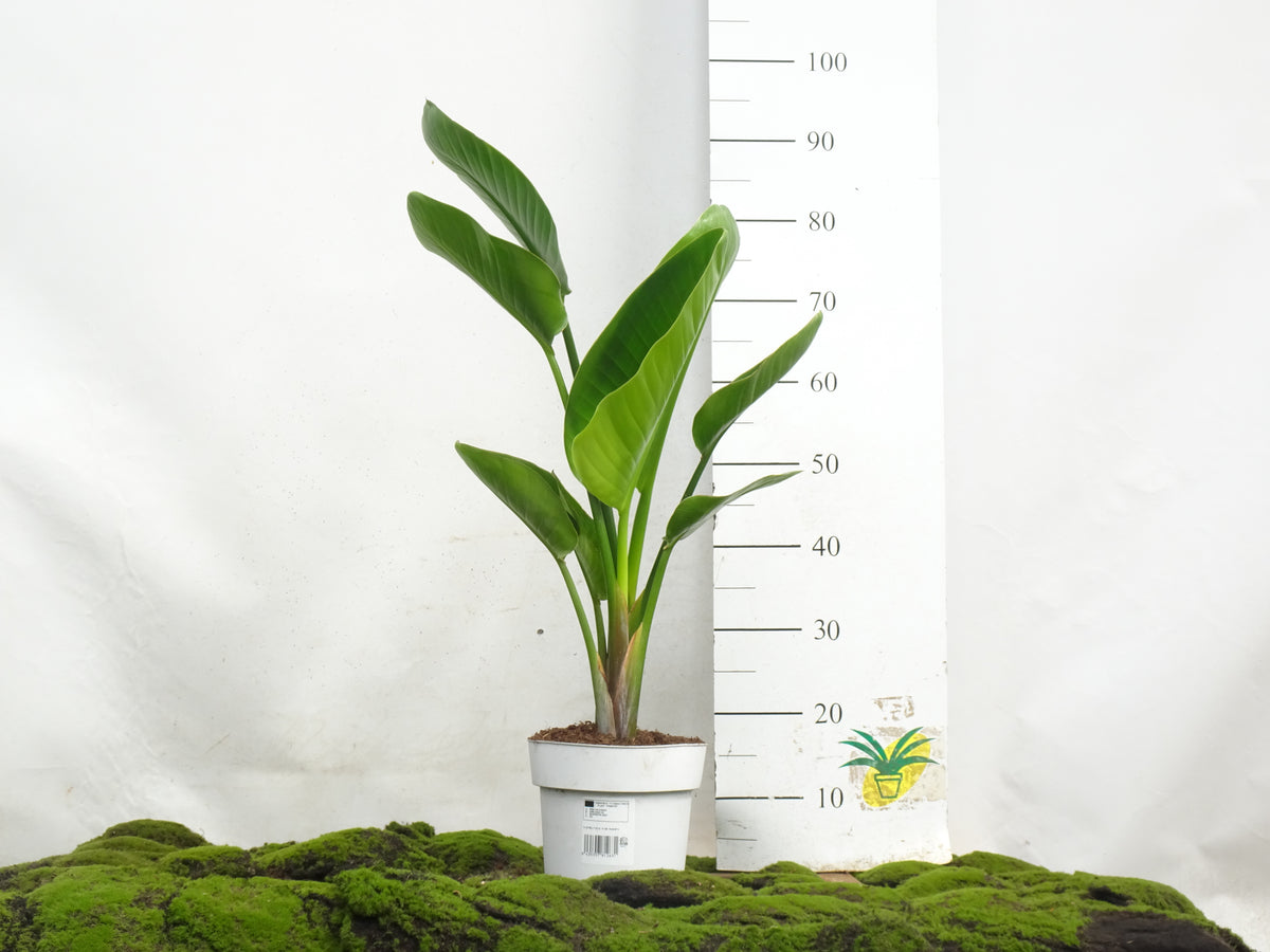 STRELITZIA AUGUSTA 2 PP M-20