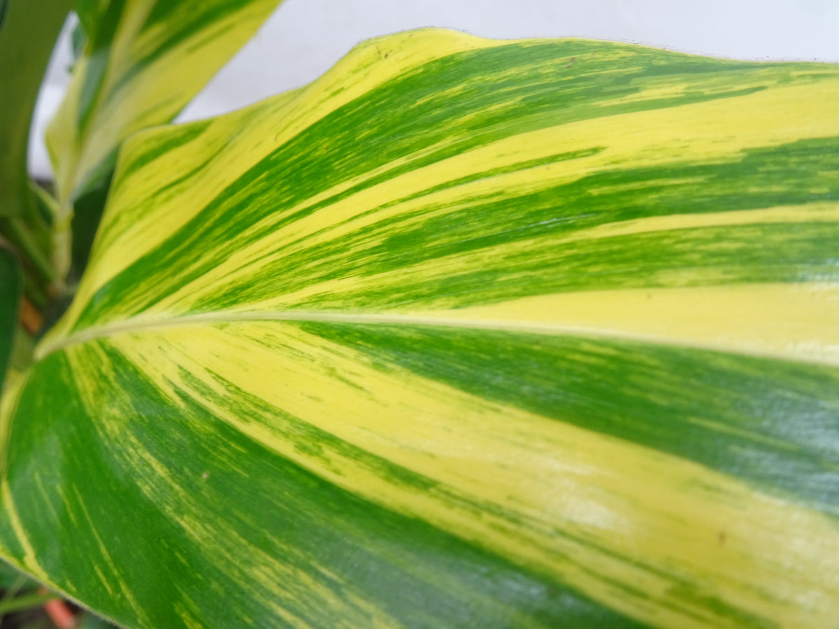 ALPINIA VARIEGATA M-20