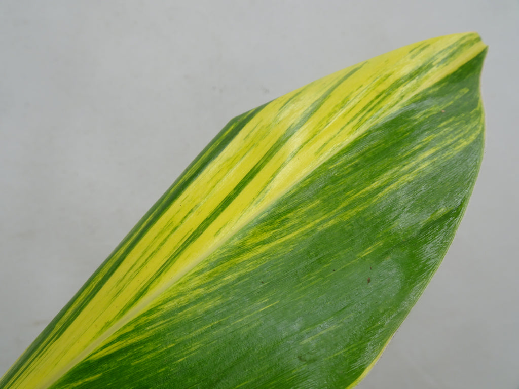 ALPINIA VARIEGATA M-20