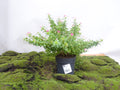 VINCA SOIREE M-17
