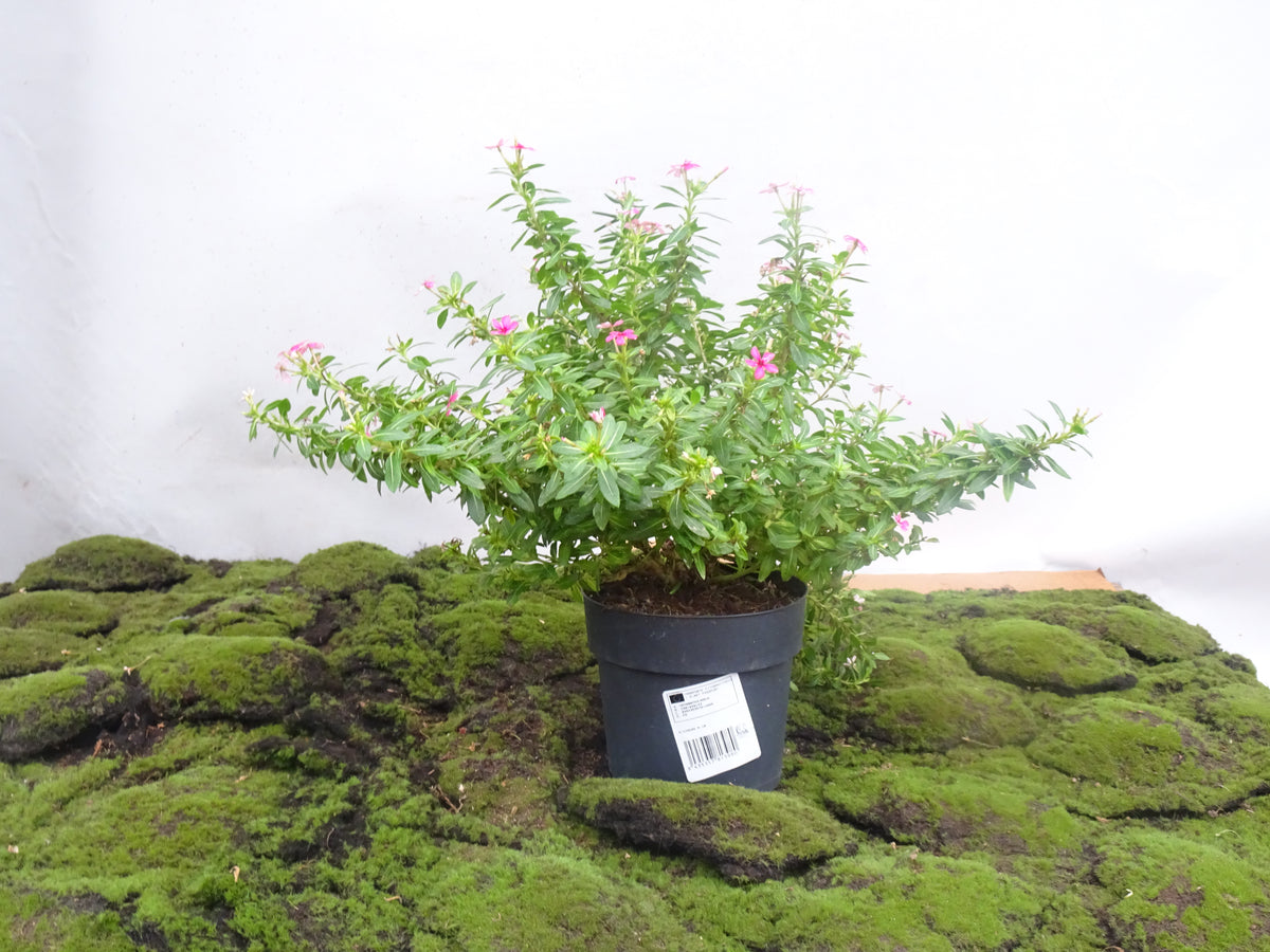 VINCA SOIREE M-17