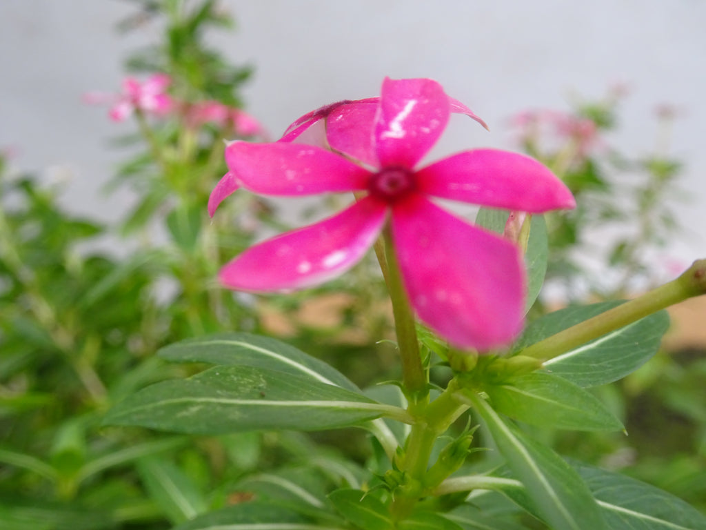 VINCA SOIREE M-17