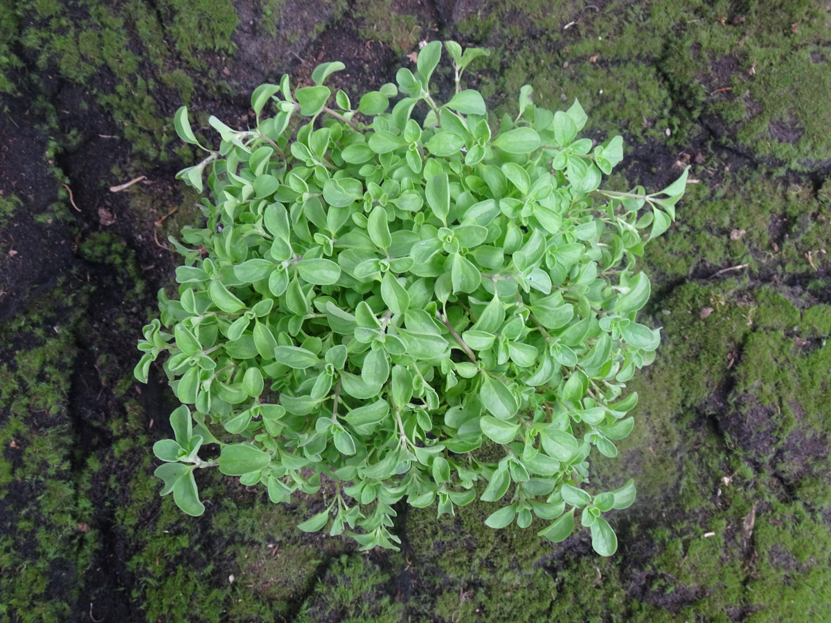 MEJORANA OREGANUM M-14