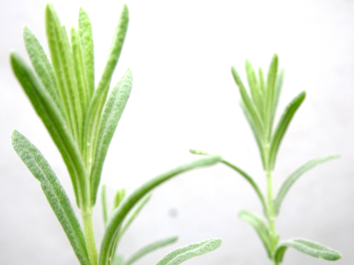 LAVANDA STOECHAS BELLA M-14
