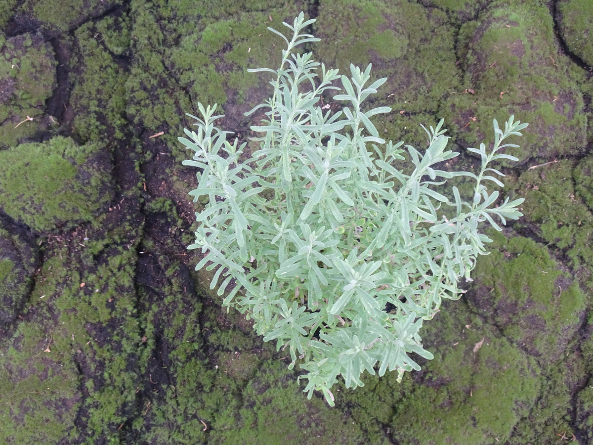 LAVANDA STOECHAS BELLA M-14
