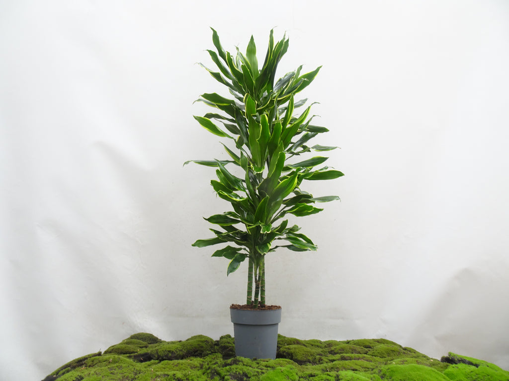 DRACAENA GOLD COAST M-22