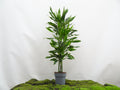 DRACAENA GOLD COAST M-22