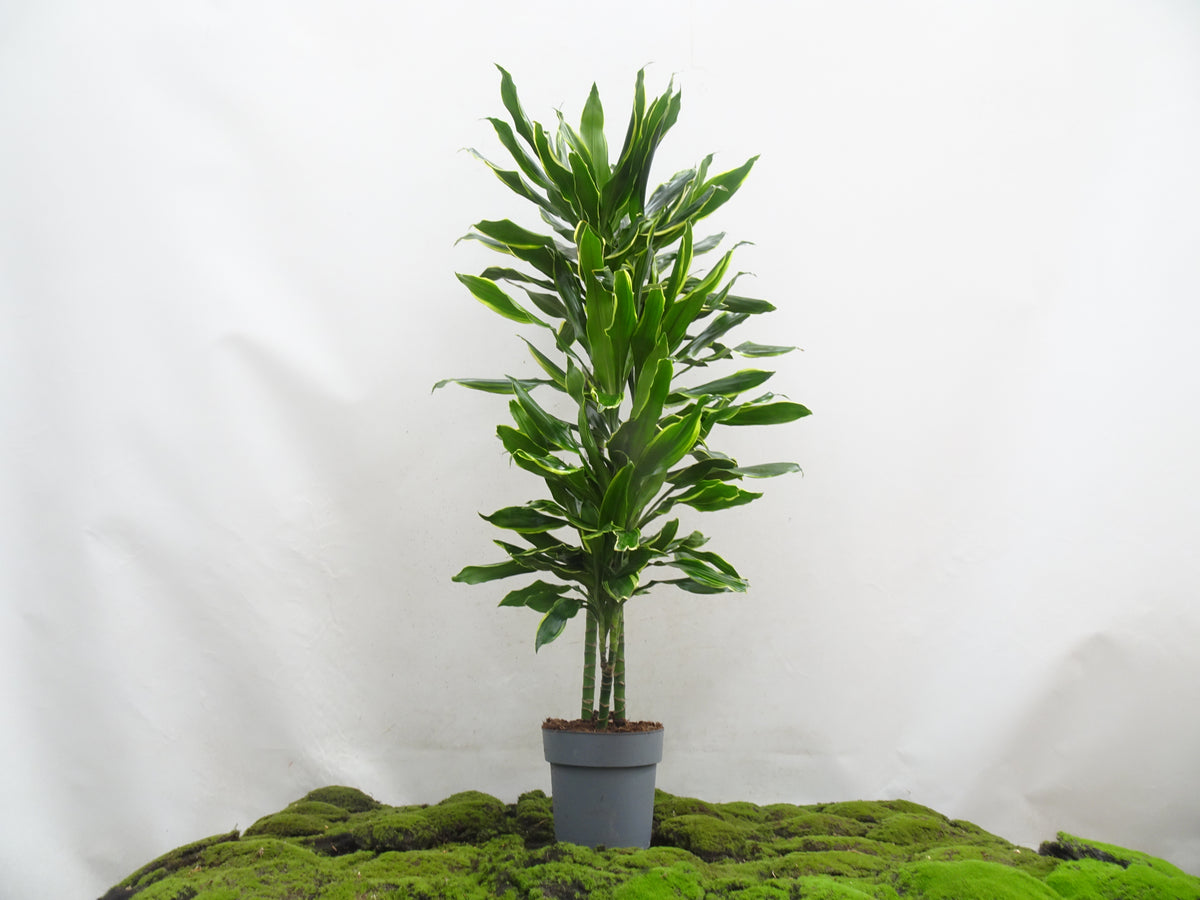 DRACAENA GOLD COAST M-22