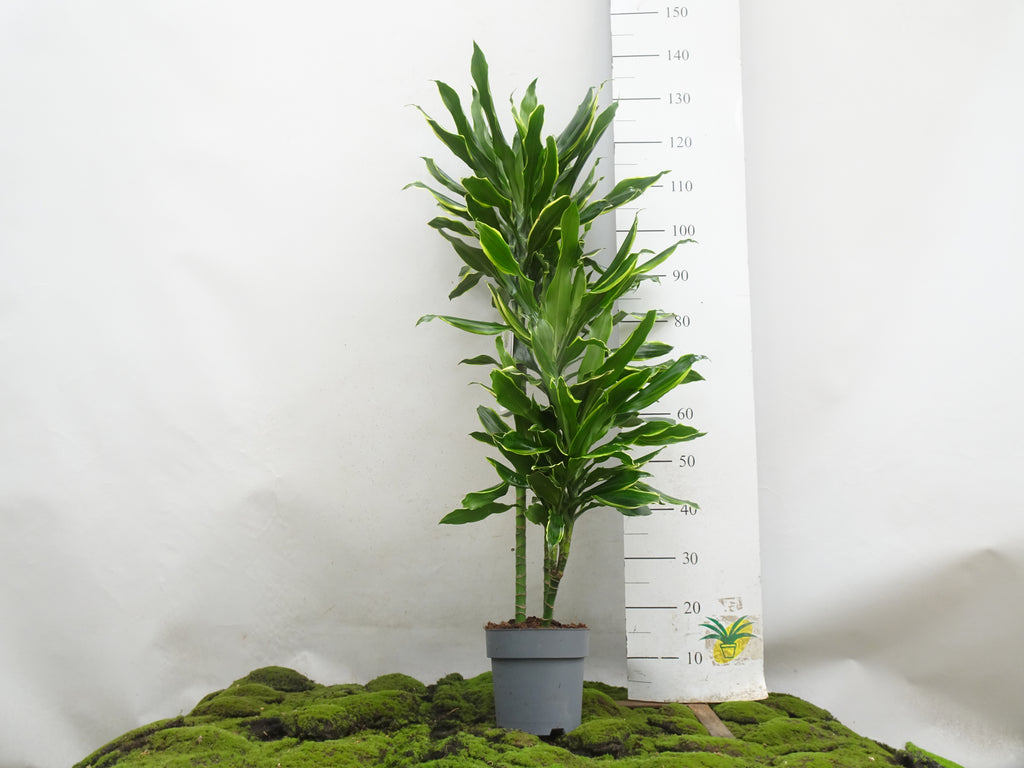 DRACAENA GOLD COAST M-22