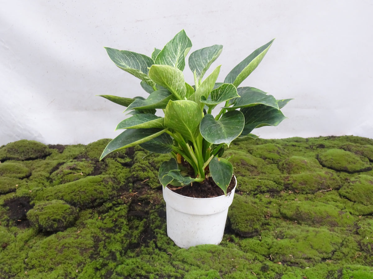 PHILODENDRON BIRKIN M-17