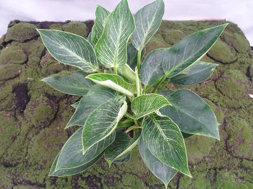 PHILODENDRON BIRKIN M-17