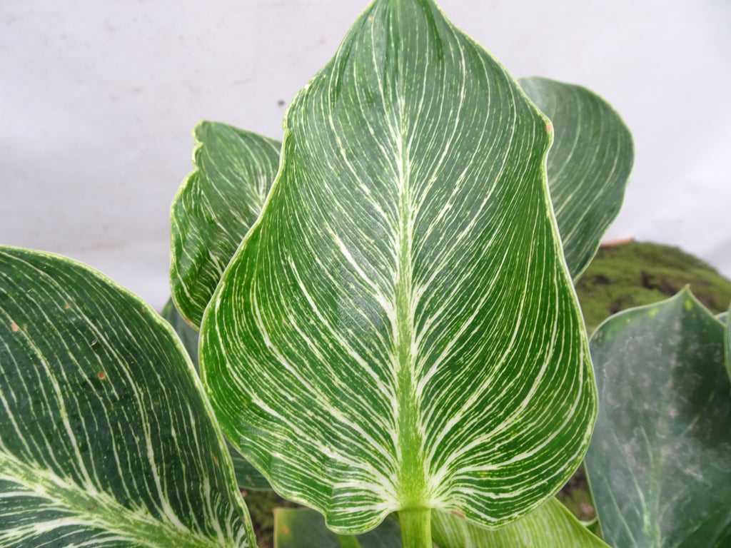 PHILODENDRON BIRKIN M-17