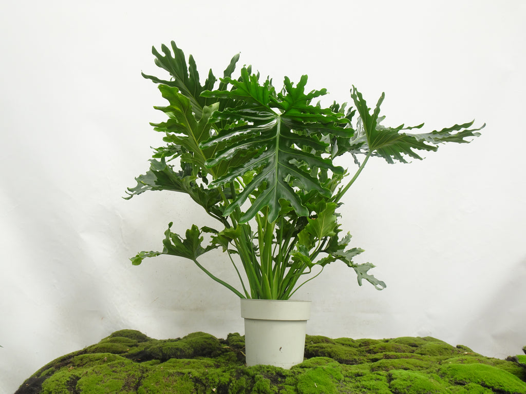 PHILODENDRON SELLOW M-20