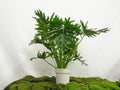 PHILODENDRON SELLOW M-20