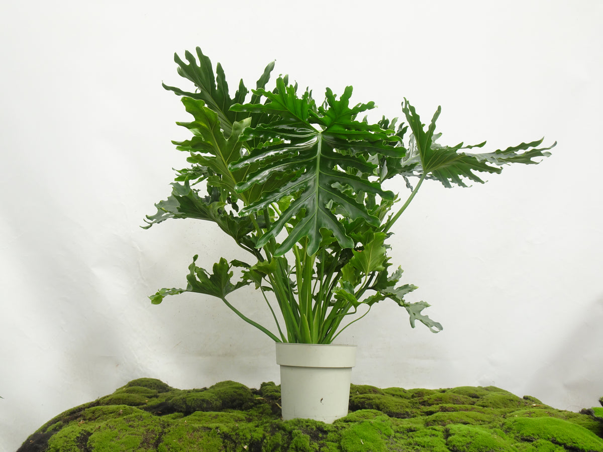 PHILODENDRON SELLOW M-20