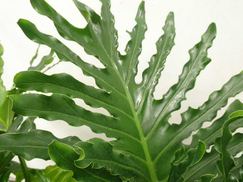 PHILODENDRON SELLOW M-20