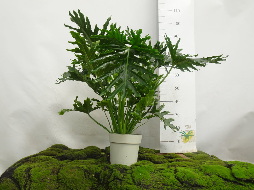 PHILODENDRON SELLOW M-20