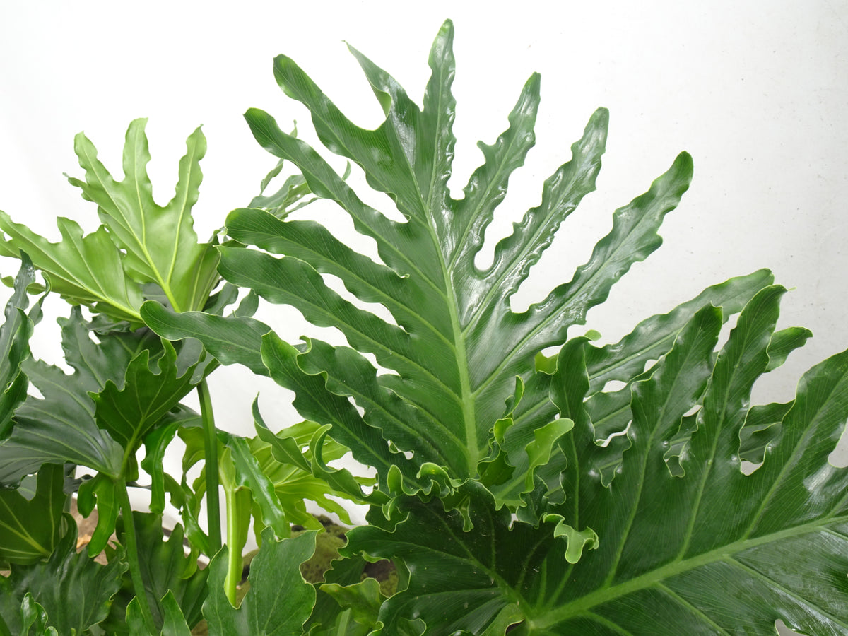 PHILODENDRON SELLOW M-20
