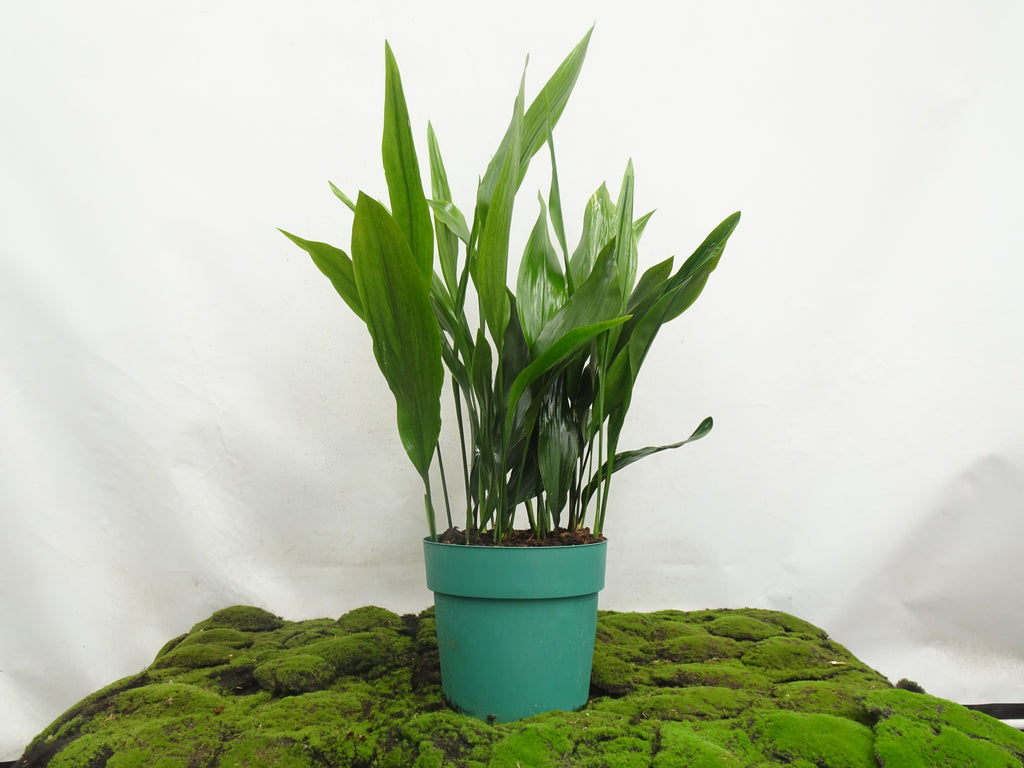 ASPIDISTRA ELATIOR M-30