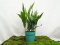 ASPIDISTRA ELATIOR M-30