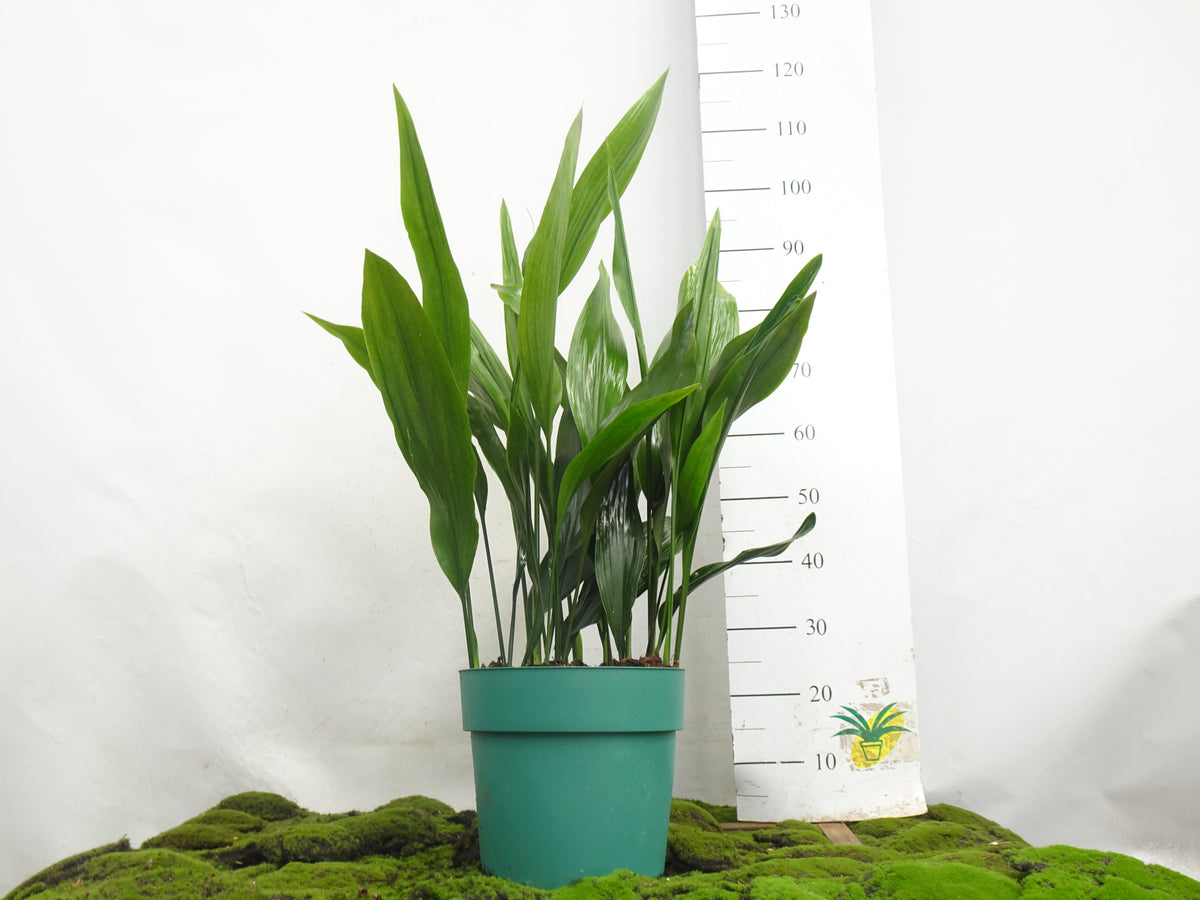 ASPIDISTRA ELATIOR M-30