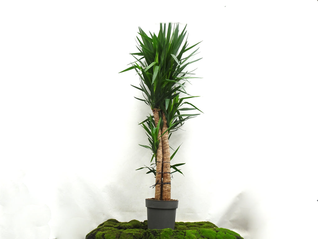 YUCCA ELEGANS M-33