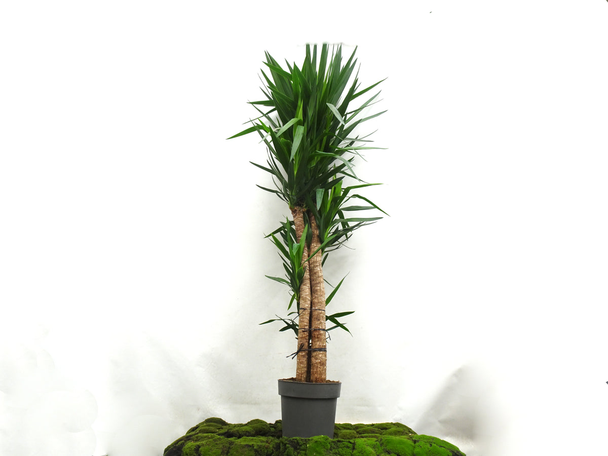YUCCA ELEGANS M-33