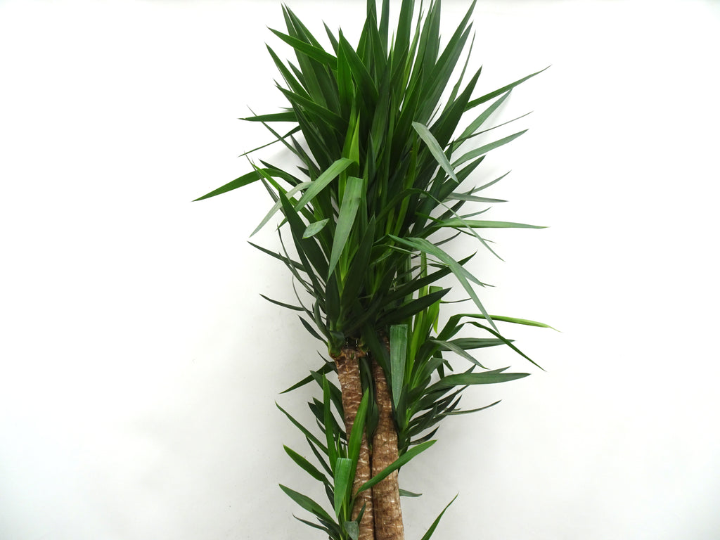 YUCCA ELEGANS M-33