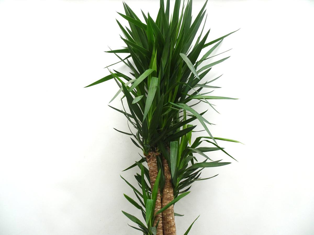 YUCCA ELEGANS M-33