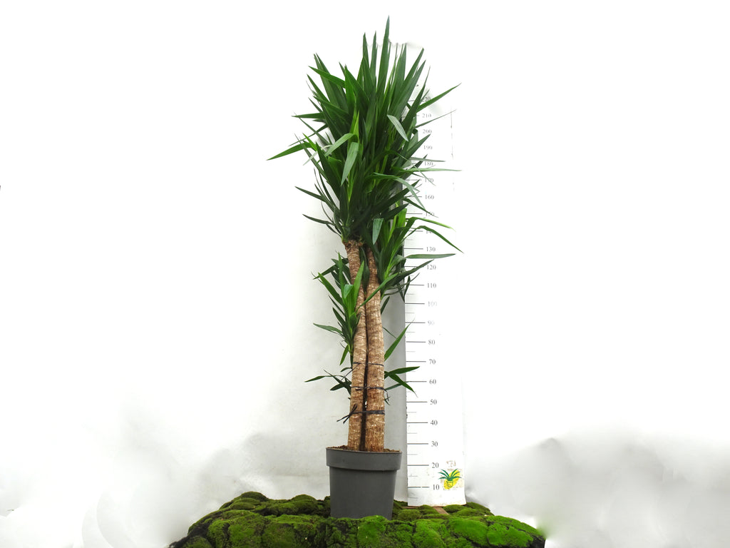 YUCCA ELEGANS M-33
