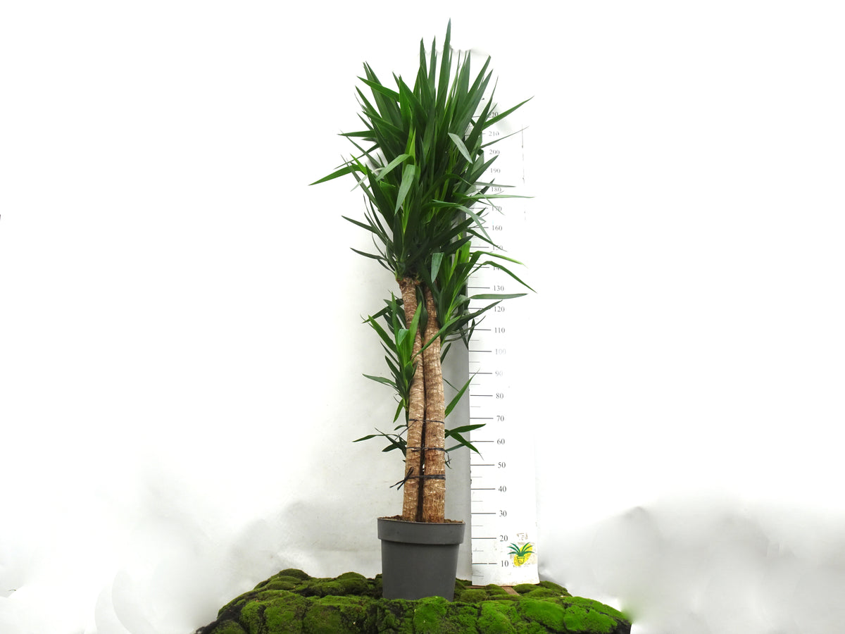 YUCCA ELEGANS M-33
