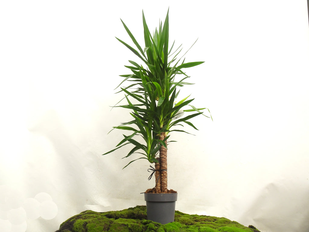 YUCCA ELEGANS M-22