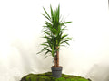 YUCCA ELEGANS M-22