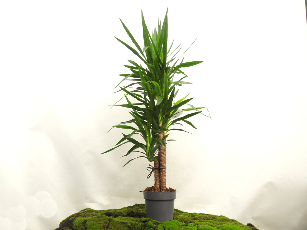 YUCCA ELEGANS M-22
