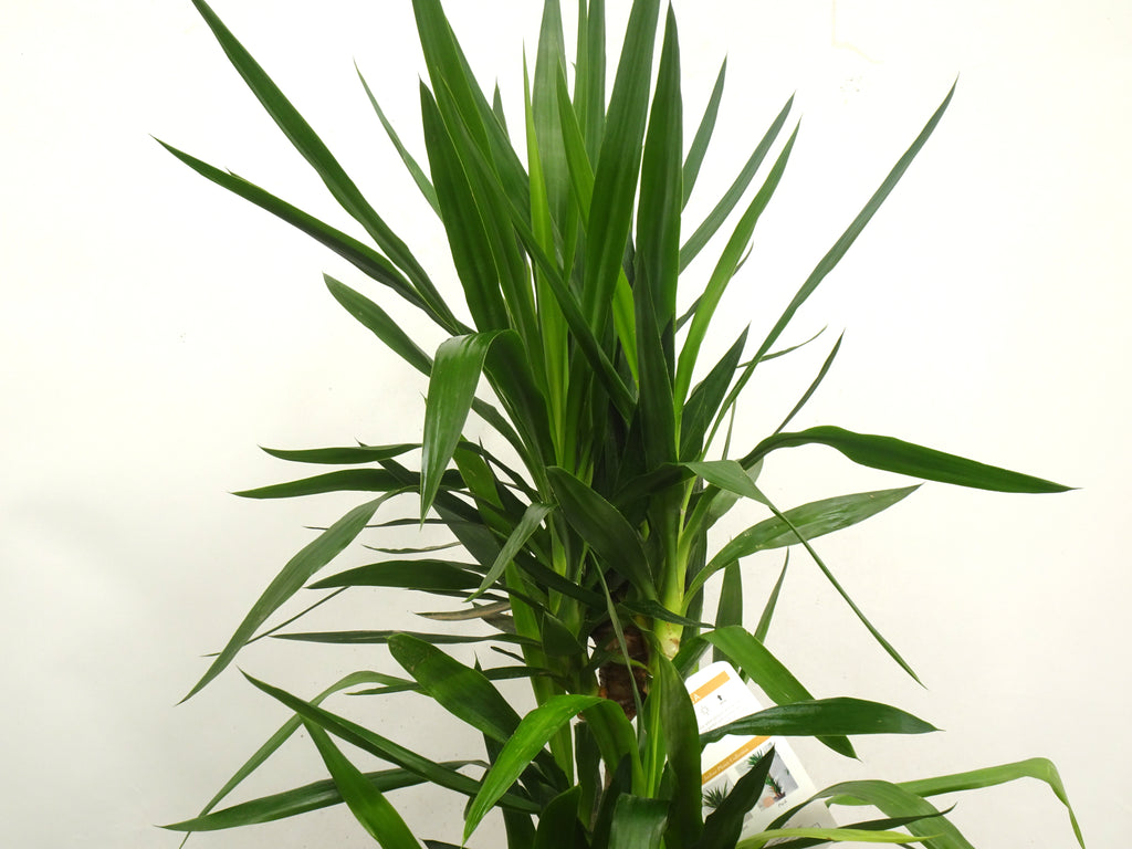YUCCA ELEGANS M-22