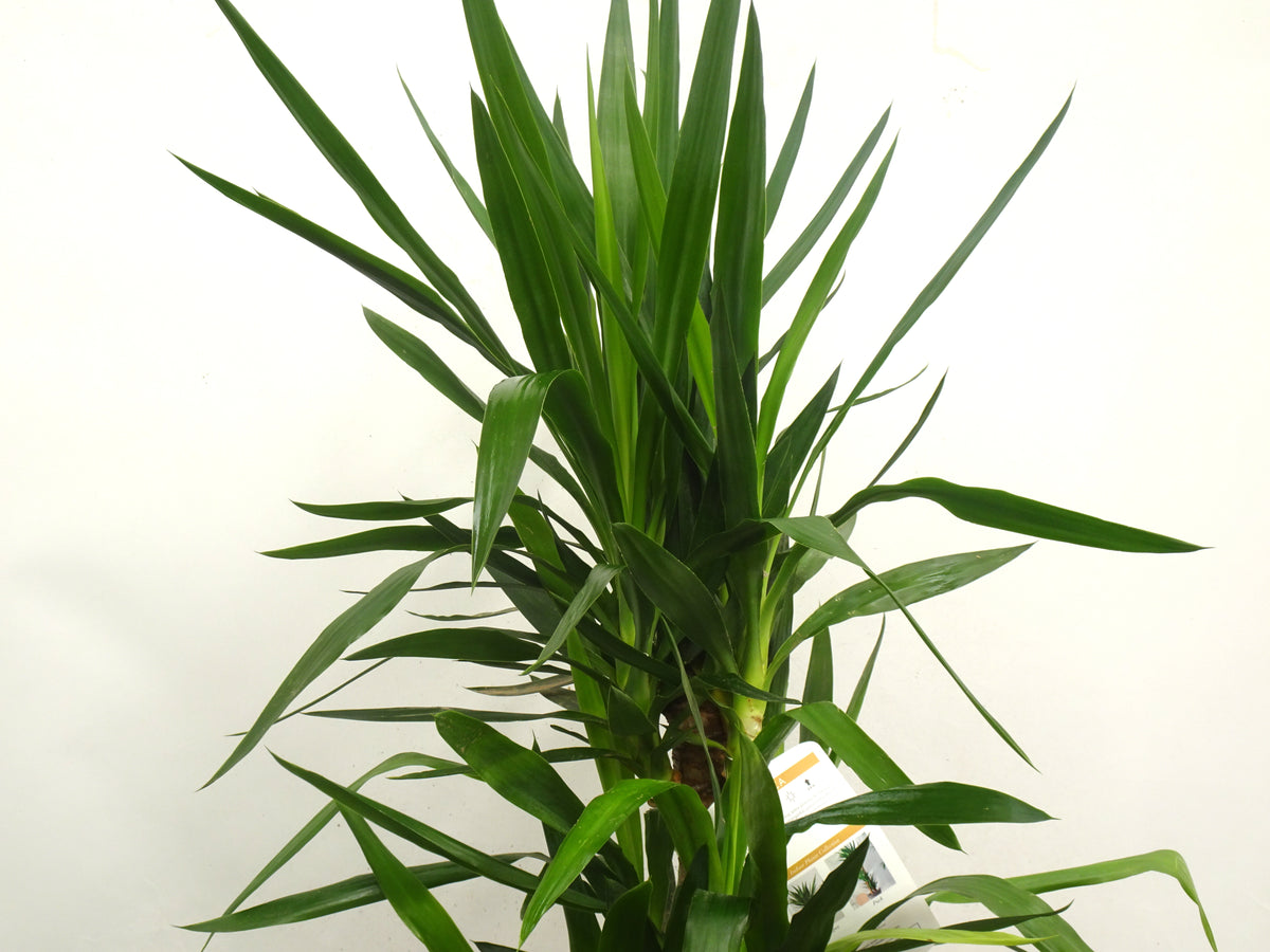 YUCCA ELEGANS M-22
