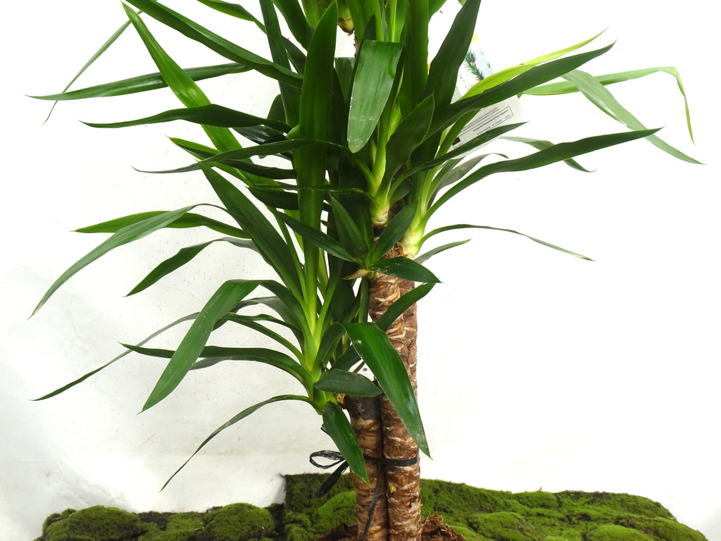 YUCCA ELEGANS M-22