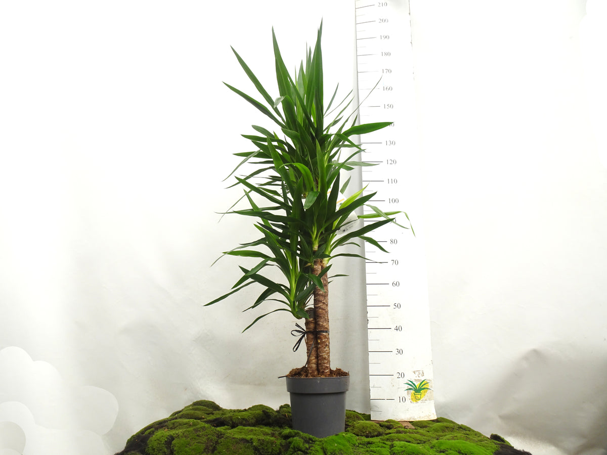 YUCCA ELEGANS M-22