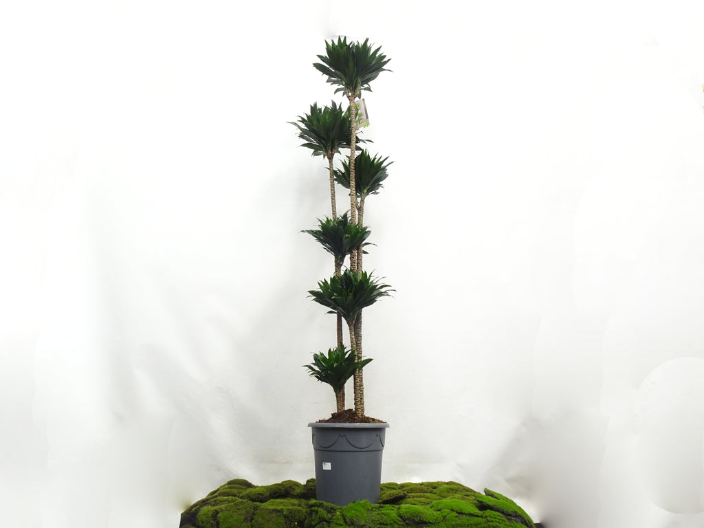 DRACAENA COMPACTA M-35