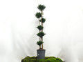 DRACAENA COMPACTA M-35