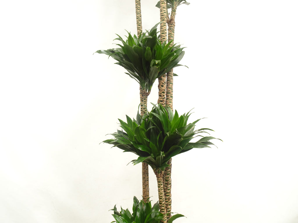 DRACAENA COMPACTA M-35