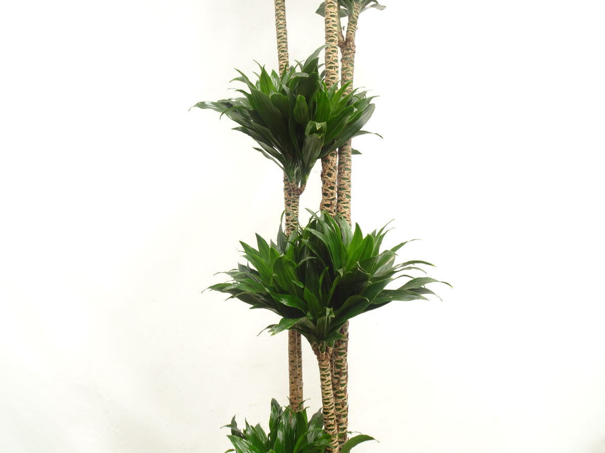 DRACAENA COMPACTA M-35