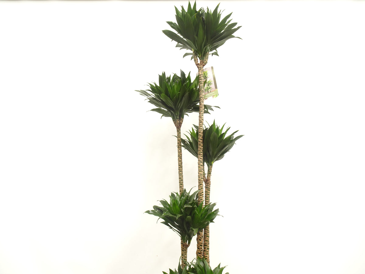 DRACAENA COMPACTA M-35