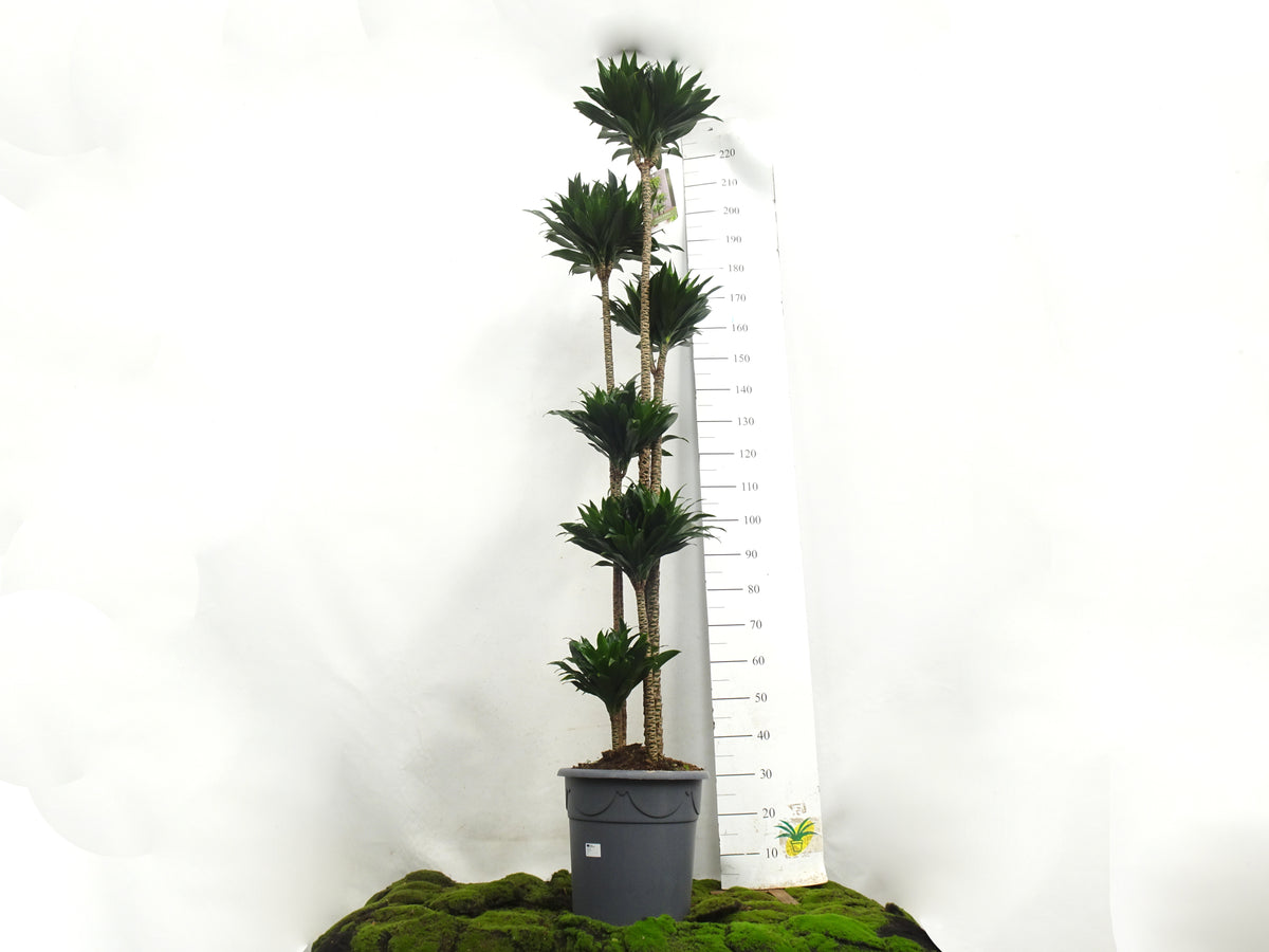 DRACAENA COMPACTA M-35