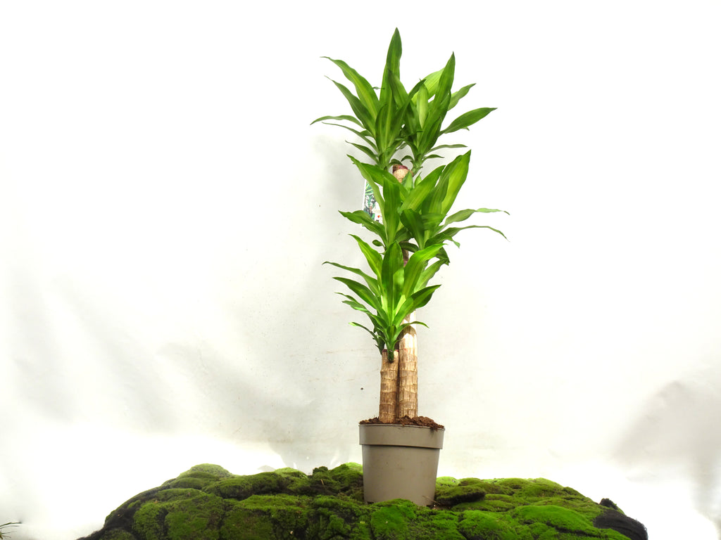DRACAENA F. MASSANGEANA M-22